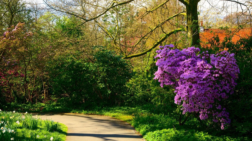 Roundhay Park showing a garden and flowers