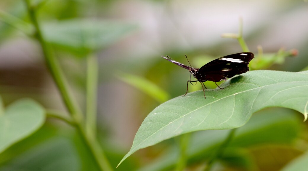 Tropical World which includes animals