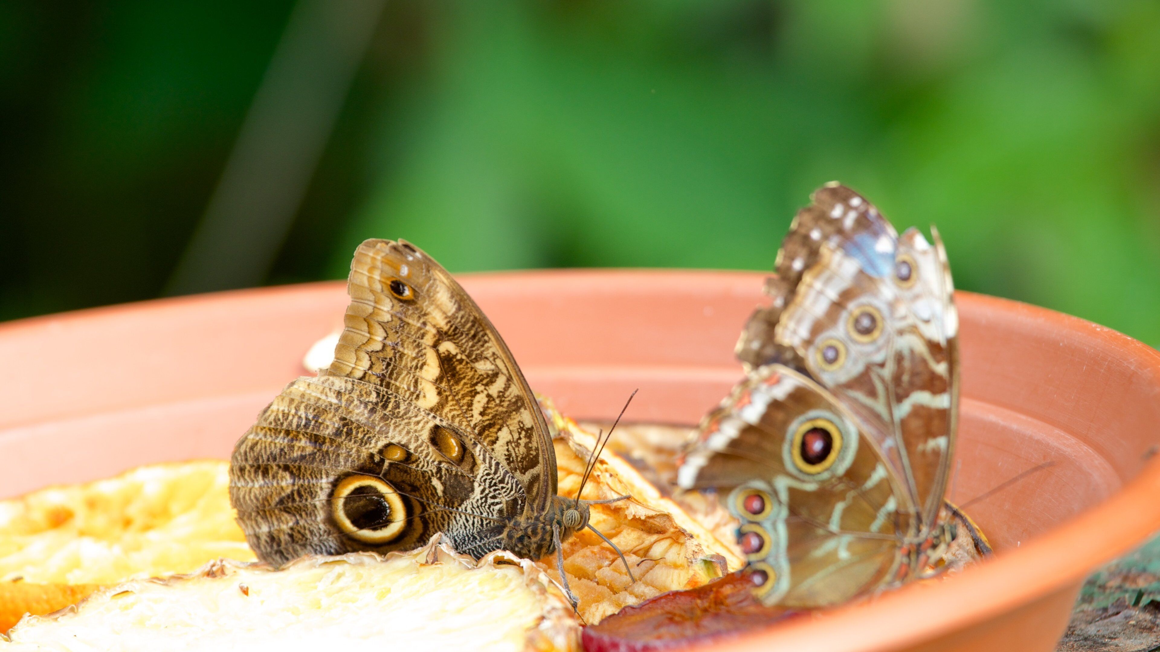 Tropical World showing animals