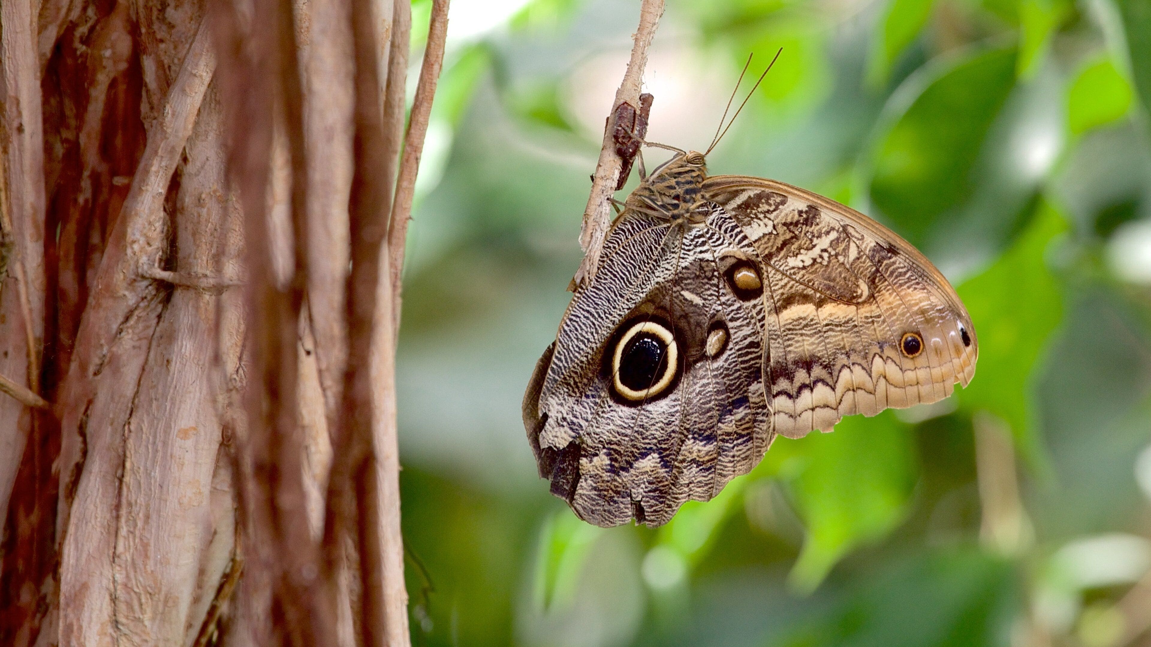Tropical World mostrando animales