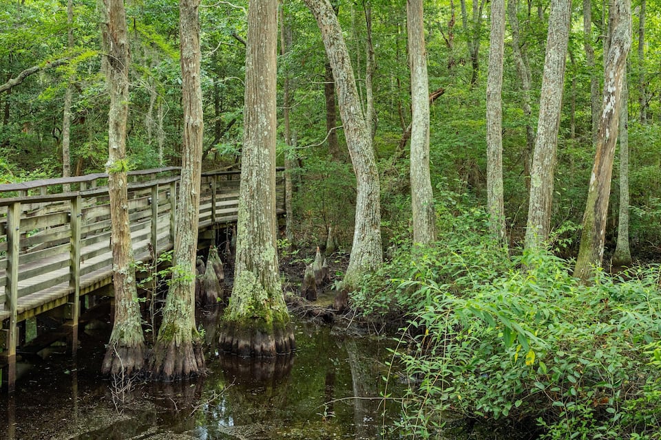 Un puente de madera sobre una ciénaga con árboles altos y vegetación densa.