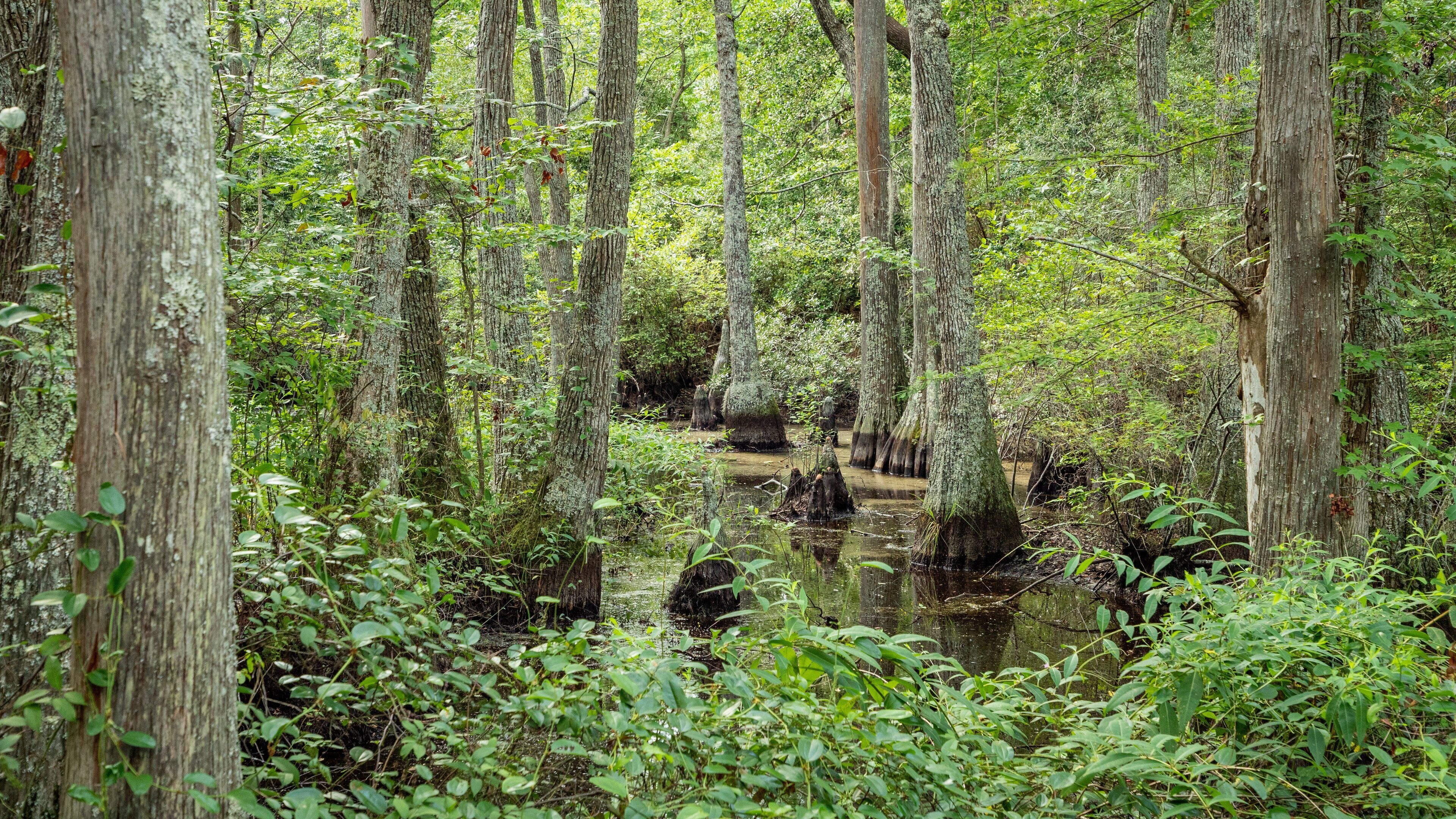 A dense forest with tall trees and a swampy area.