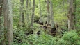Un bosque denso con árboles altos y una zona pantanosa.
