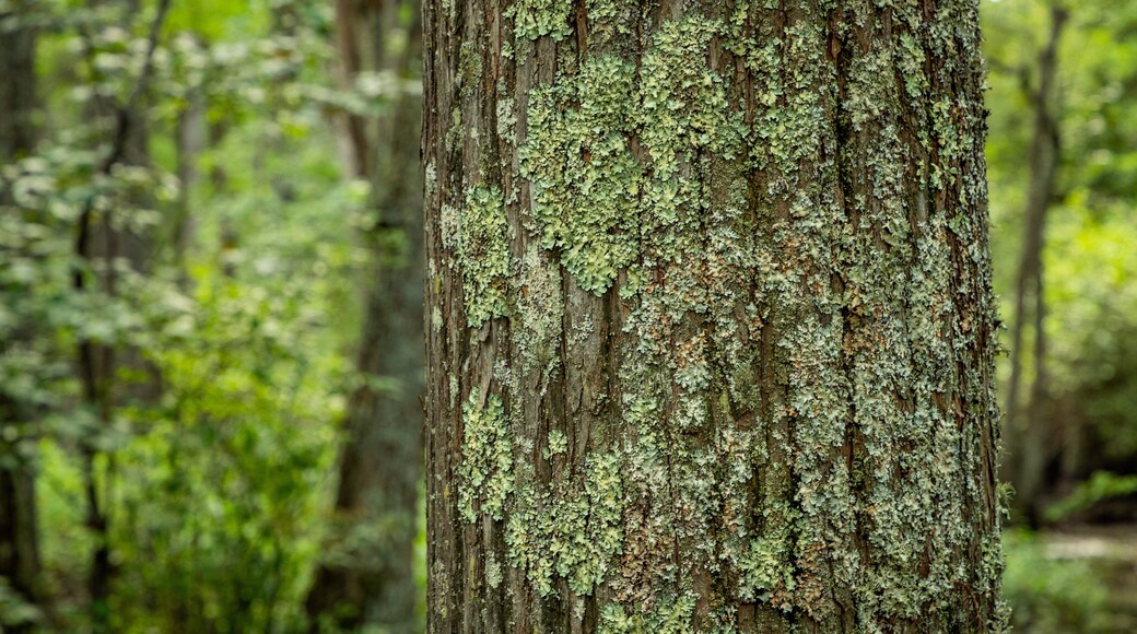 First Landing State Park