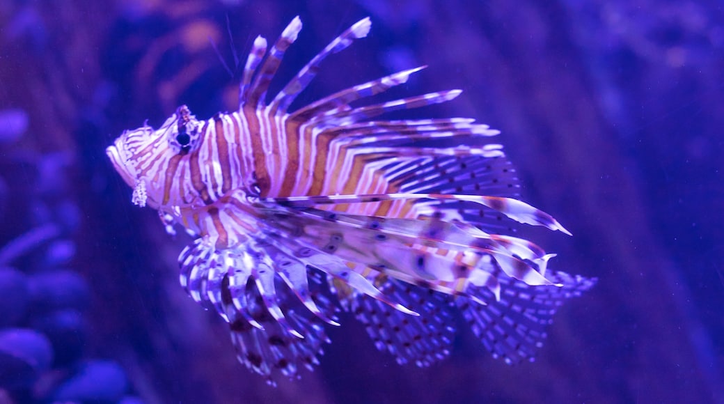 Nauticus National Maritime Center featuring marine life