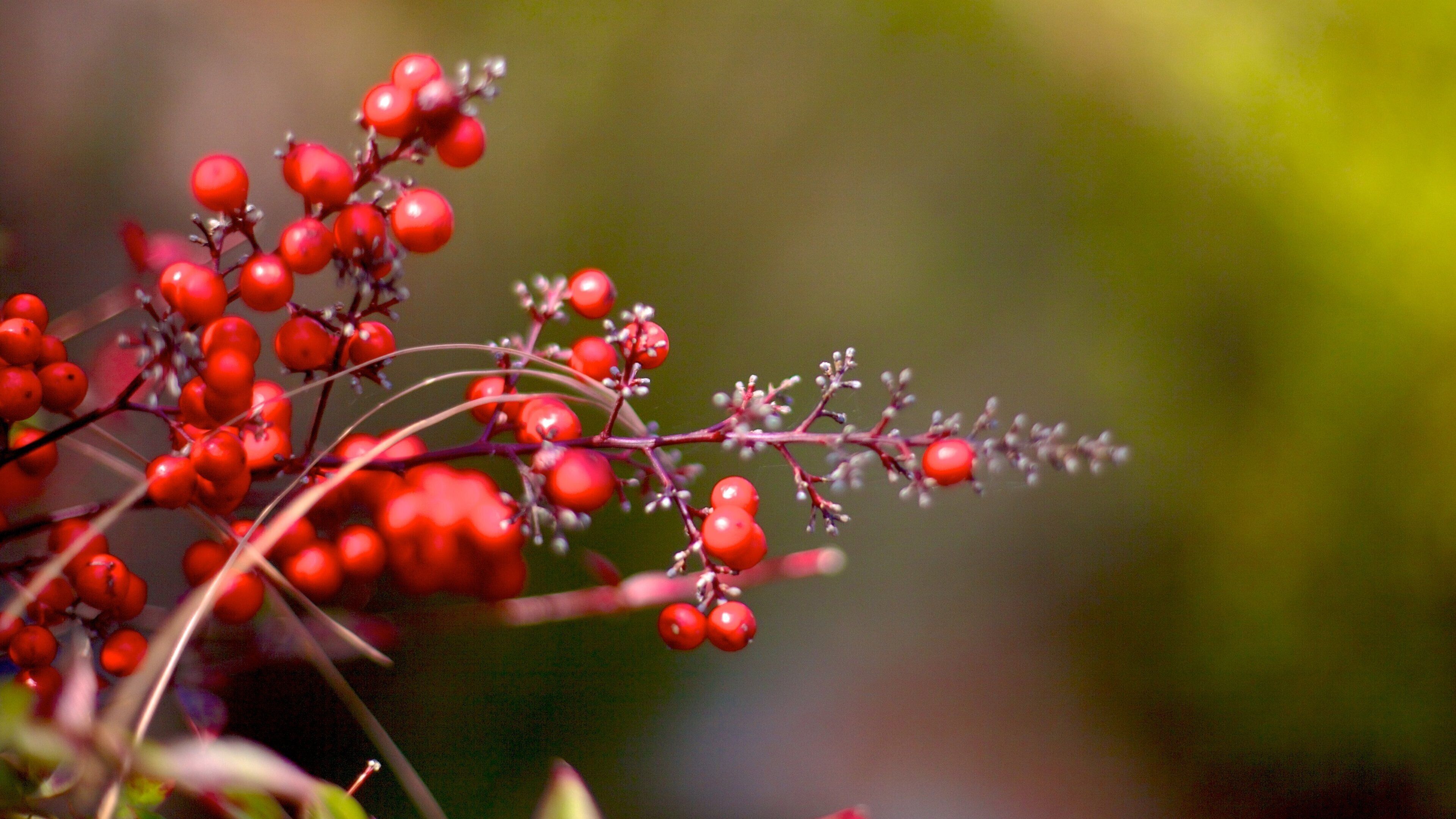 Norfolk Botanical Garden which includes wildflowers and a garden