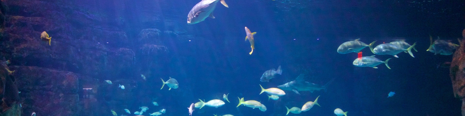 Virginia Aquarium and Marine Science Center which includes marine life