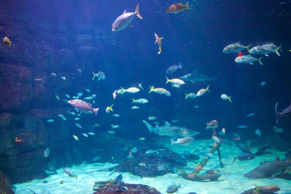 An aquarium with various fish swimming around.