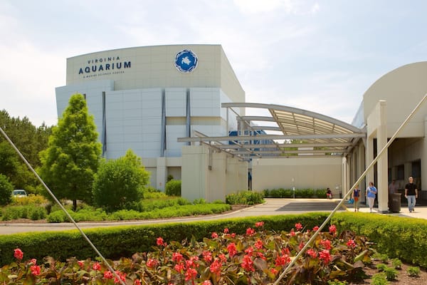 L’aquarium de Virginie et le centre de sciences marines se distinguent par leur grand bâtiment et leur entrée abritée.