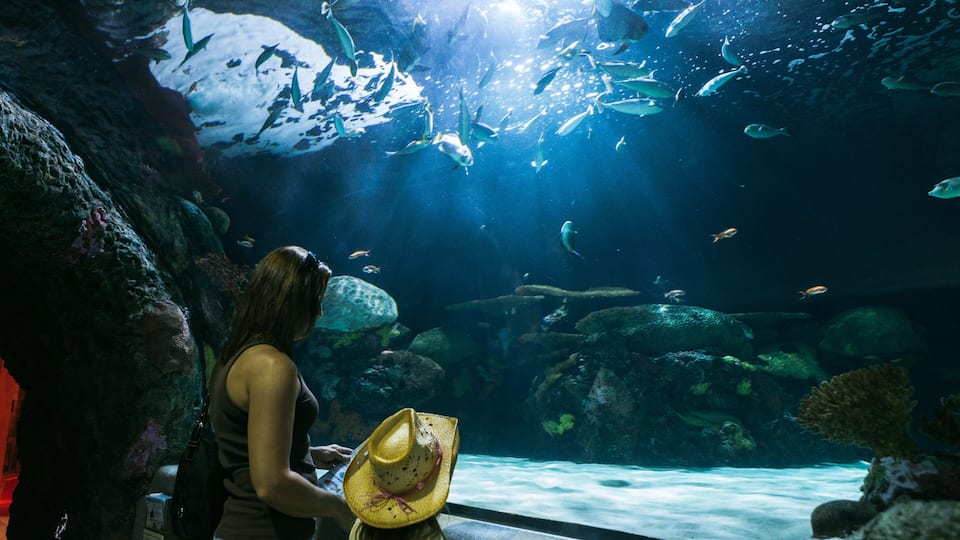 Virginia Aquarium and Marine Science Center which includes interior views and marine life as well as a family