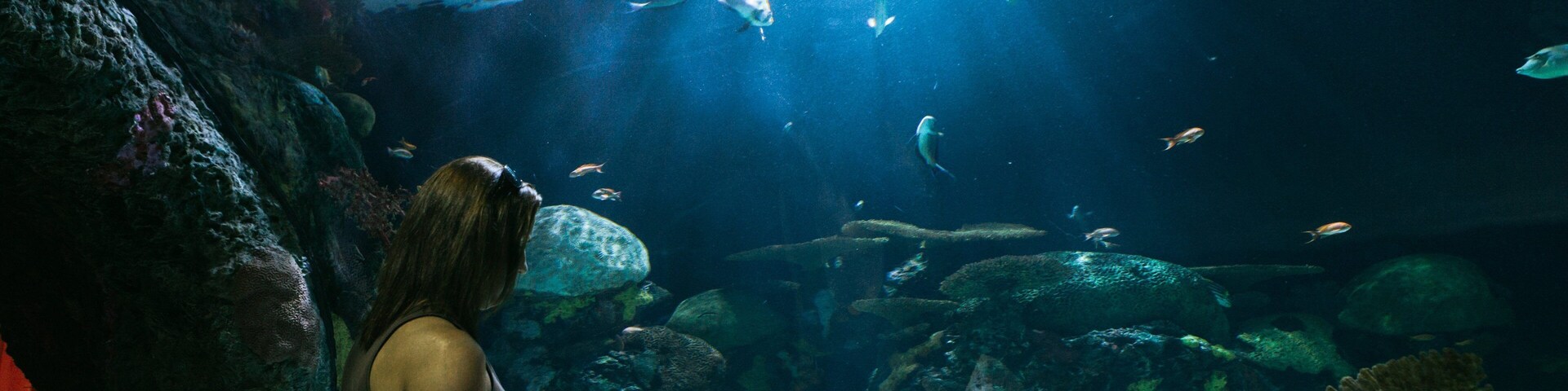 Virginia Aquarium and Marine Science Center which includes interior views and marine life as well as a family