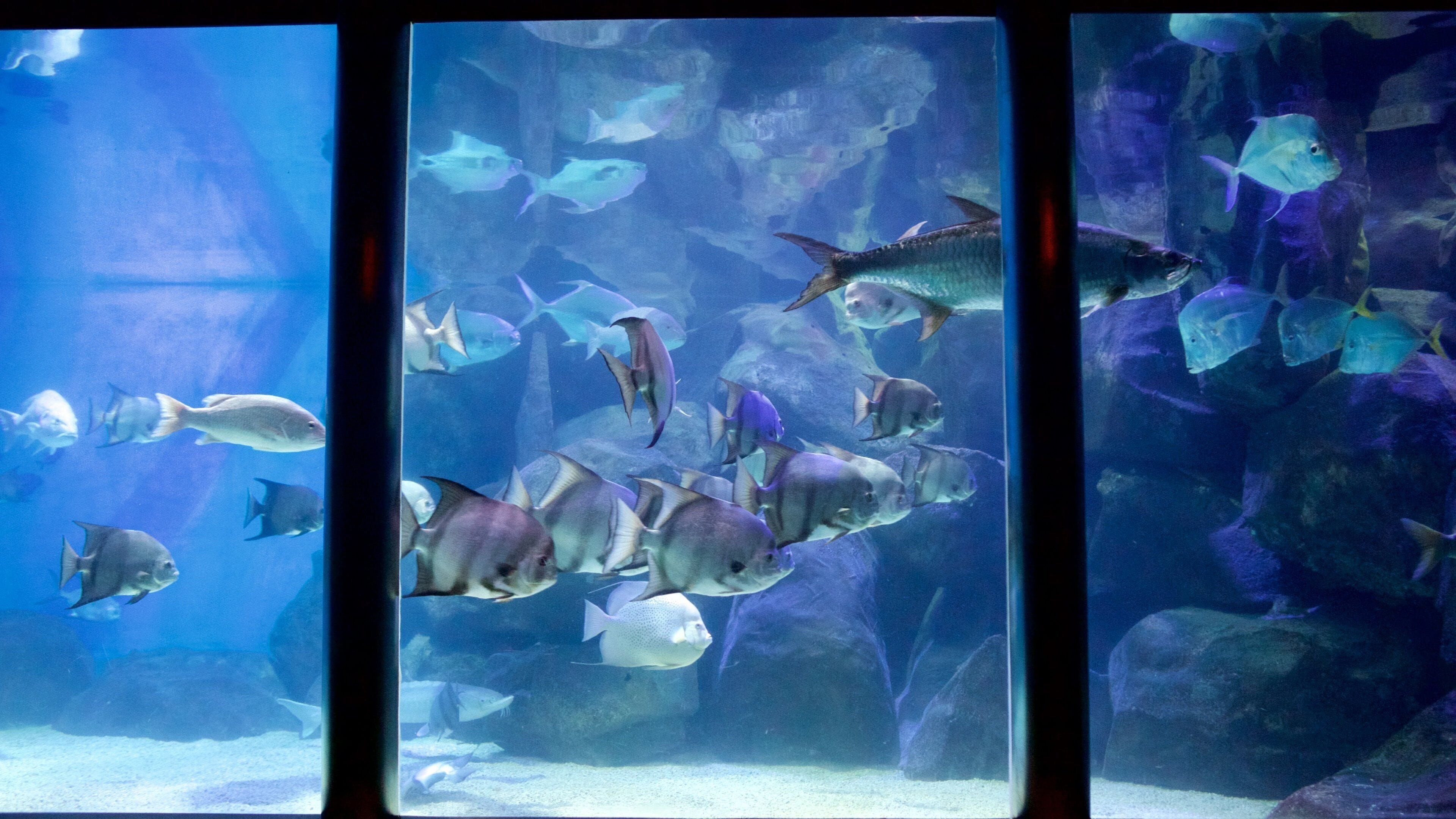 Virginia Aquarium and Marine Science Center que incluye vida marina