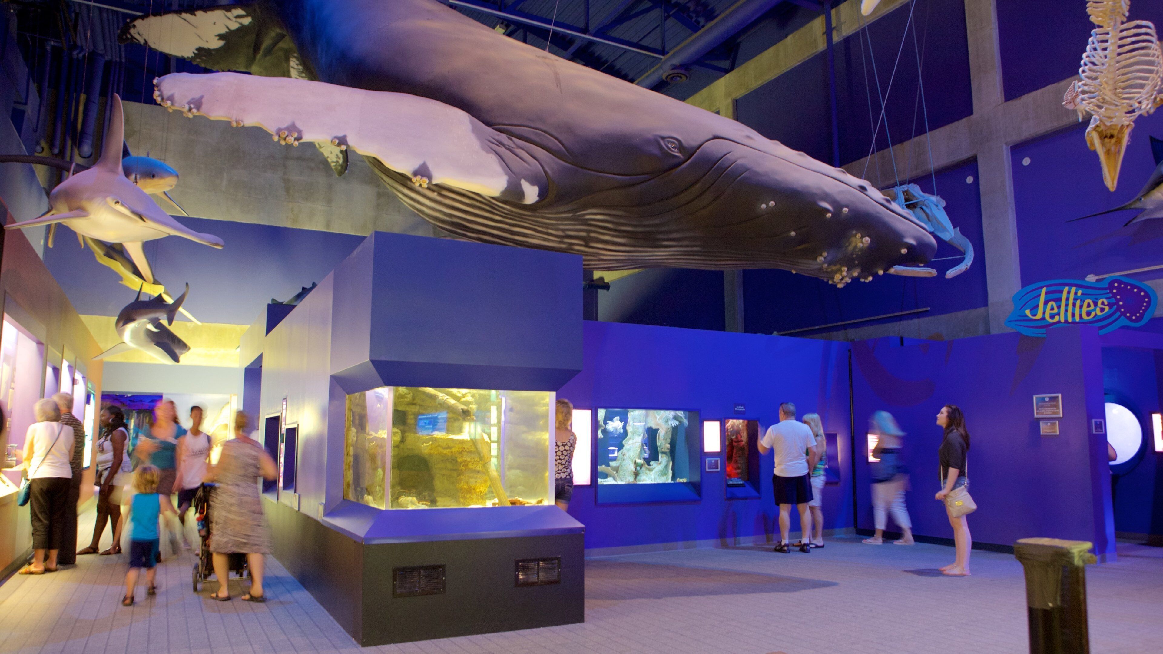 Virginia Aquarium and Marine Science Center fasiliteter samt innendørs i tillegg til en stor gruppe med mennesker