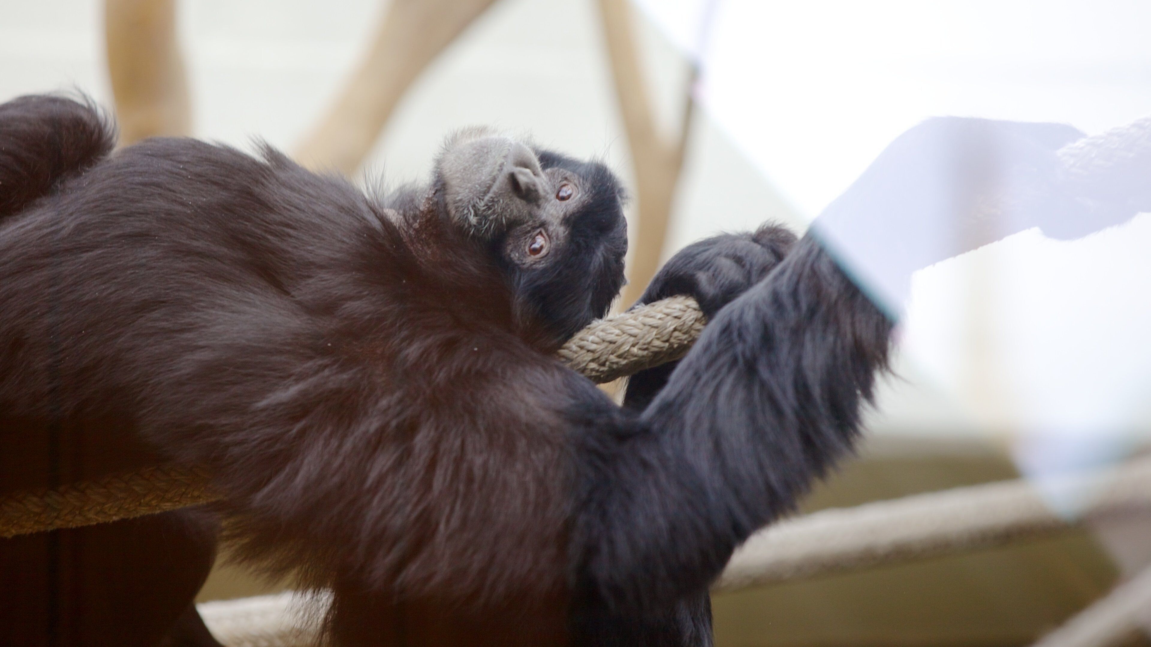 Virginia Zoo qui includes animaux de zoo