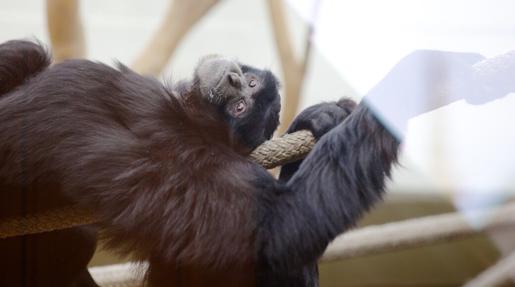 Virginia Zoo qui includes animaux de zoo
