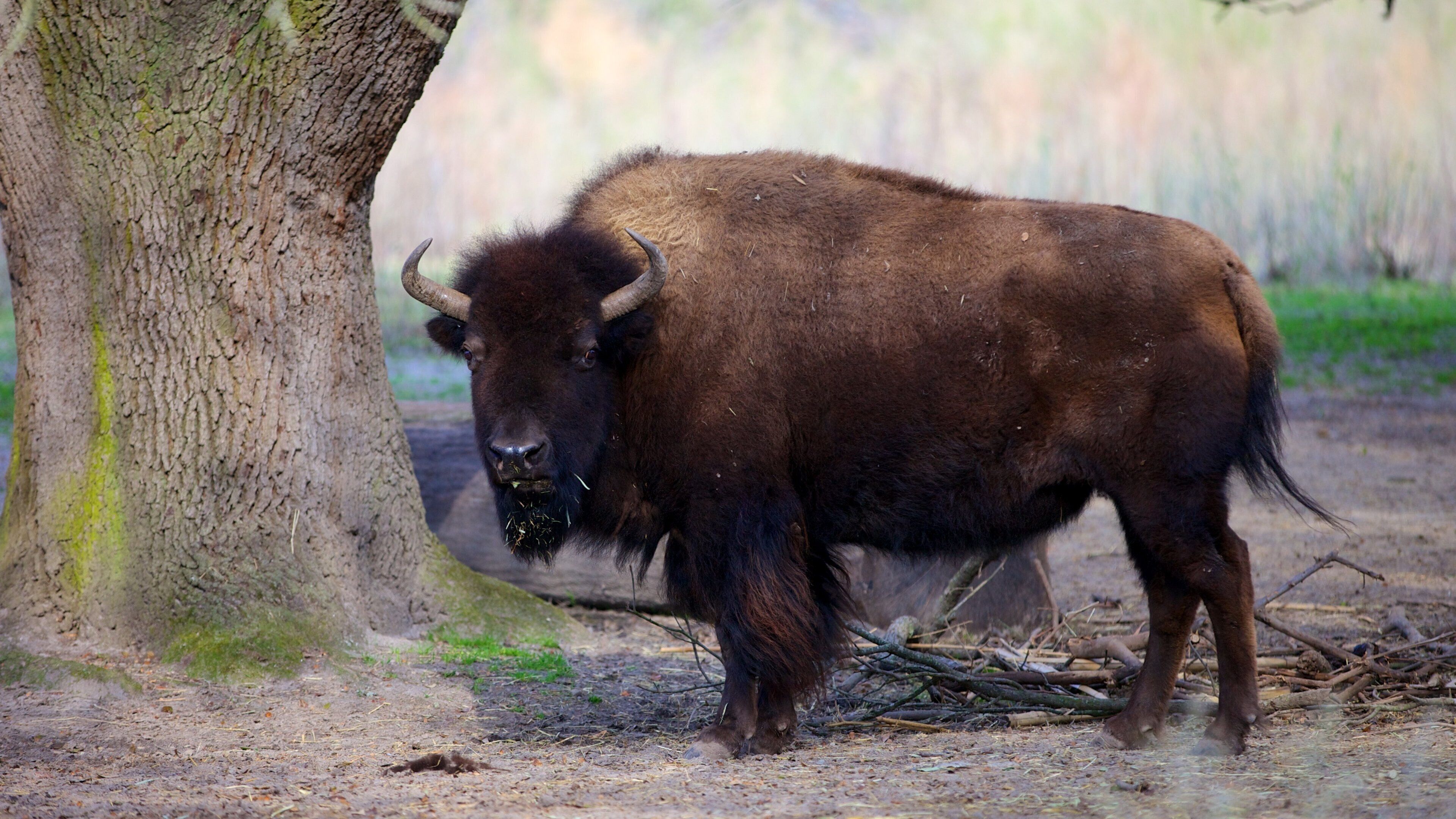 Virginia Zoo qui includes animaux de zoo et animaux terrestres