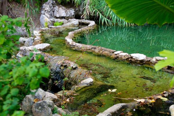 Japanese Tea Gardens montrant mare et jardin