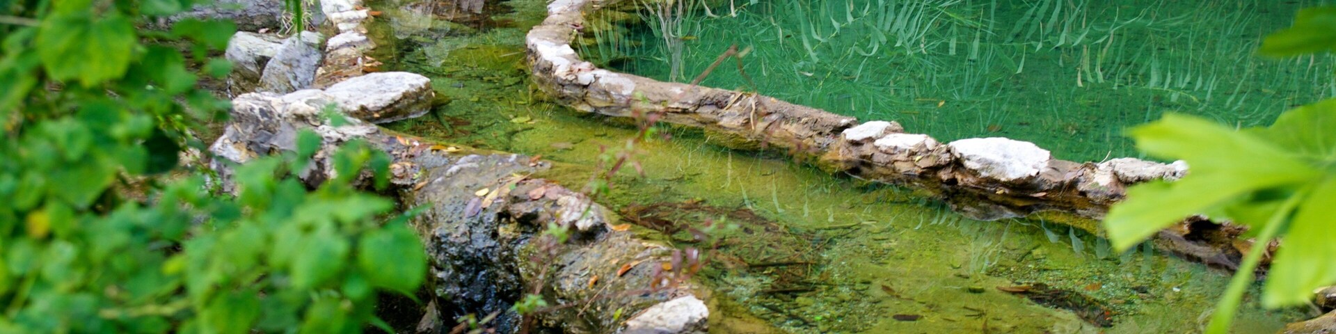 Japanese Tea Gardens montrant mare et jardin