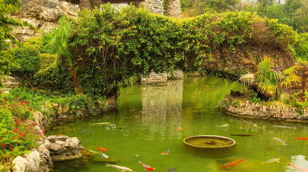 Japanese Tea Gardens