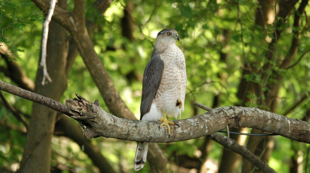 South Padre Island Birding and Nature Center featuring bird life