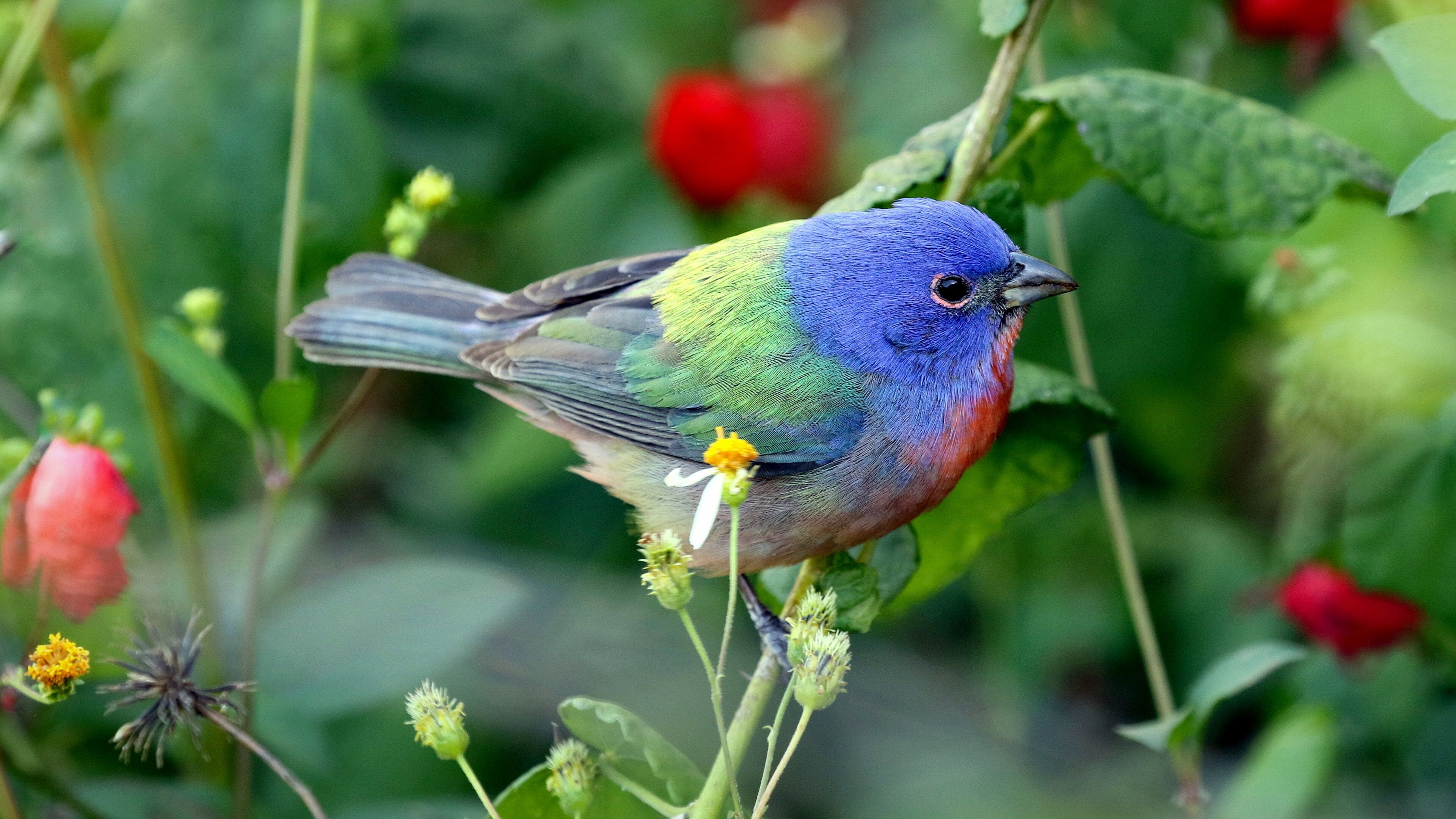 South Padre Island Birding and Nature Center featuring bird life