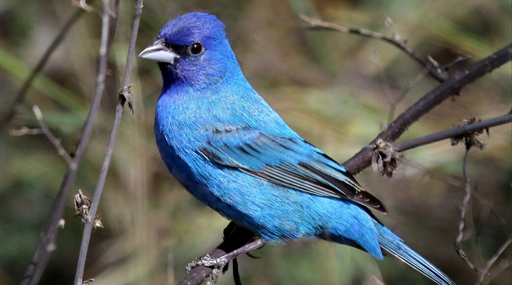South Padre Island Birding and Nature Center which includes bird life