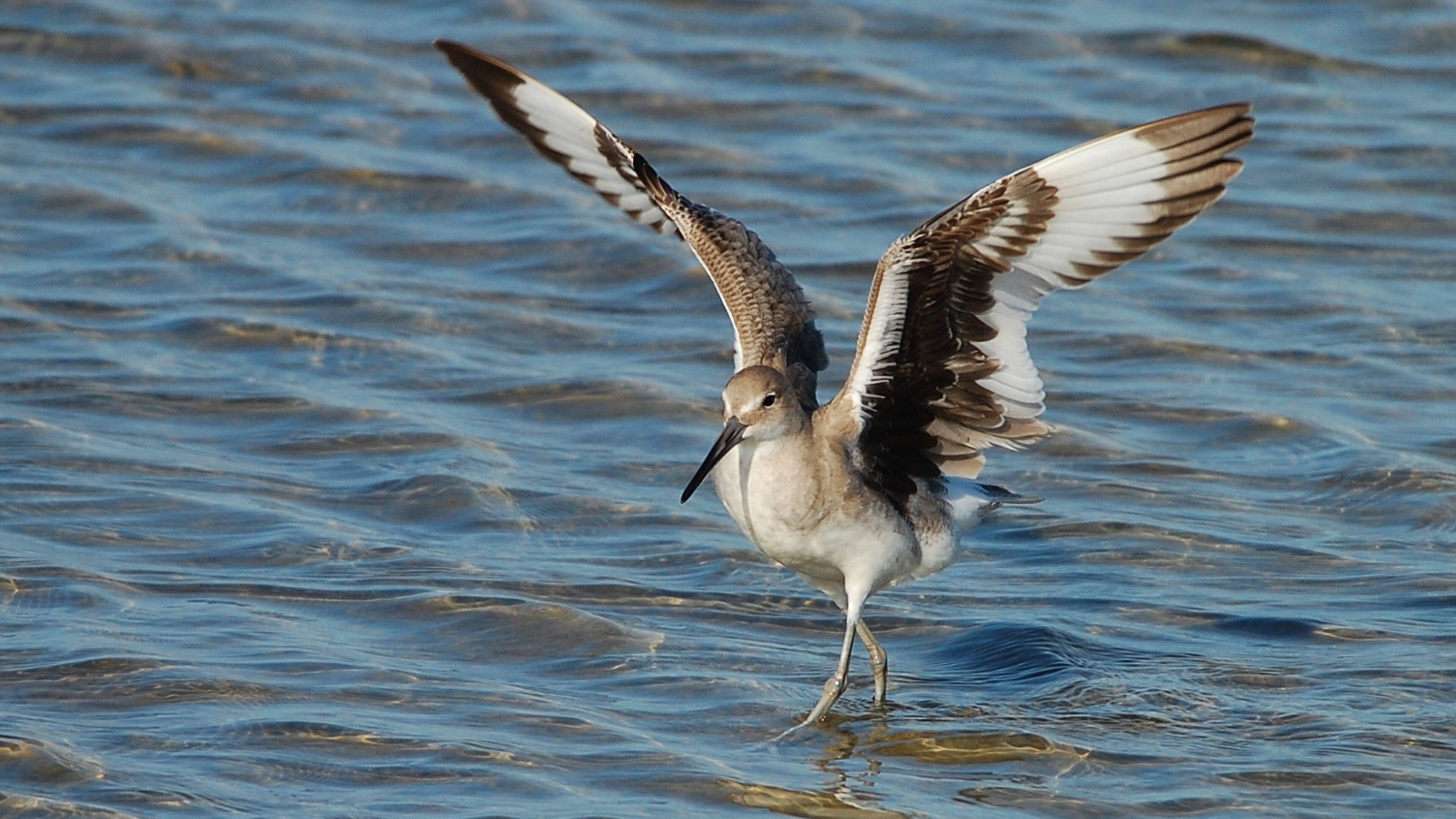 South Padre Island Birding and Nature Center featuring bird life