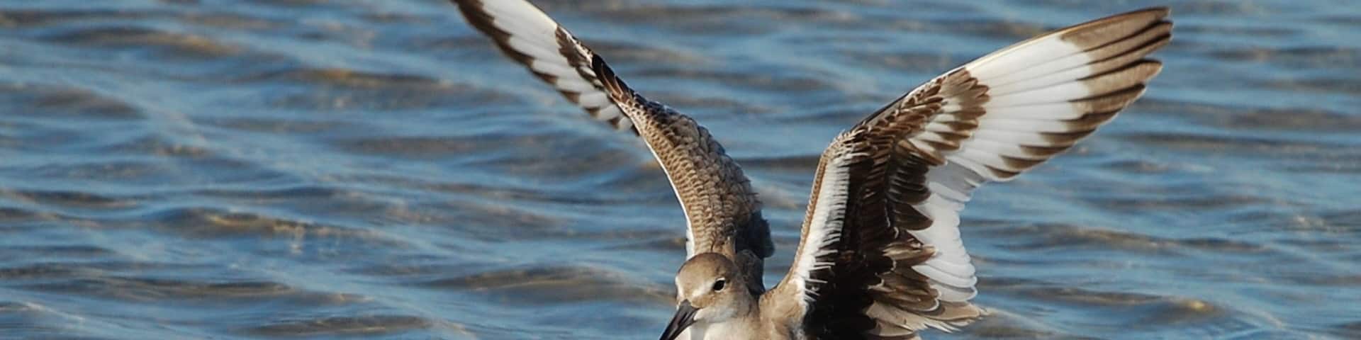 A bird standing in shallow water with its wings spread.