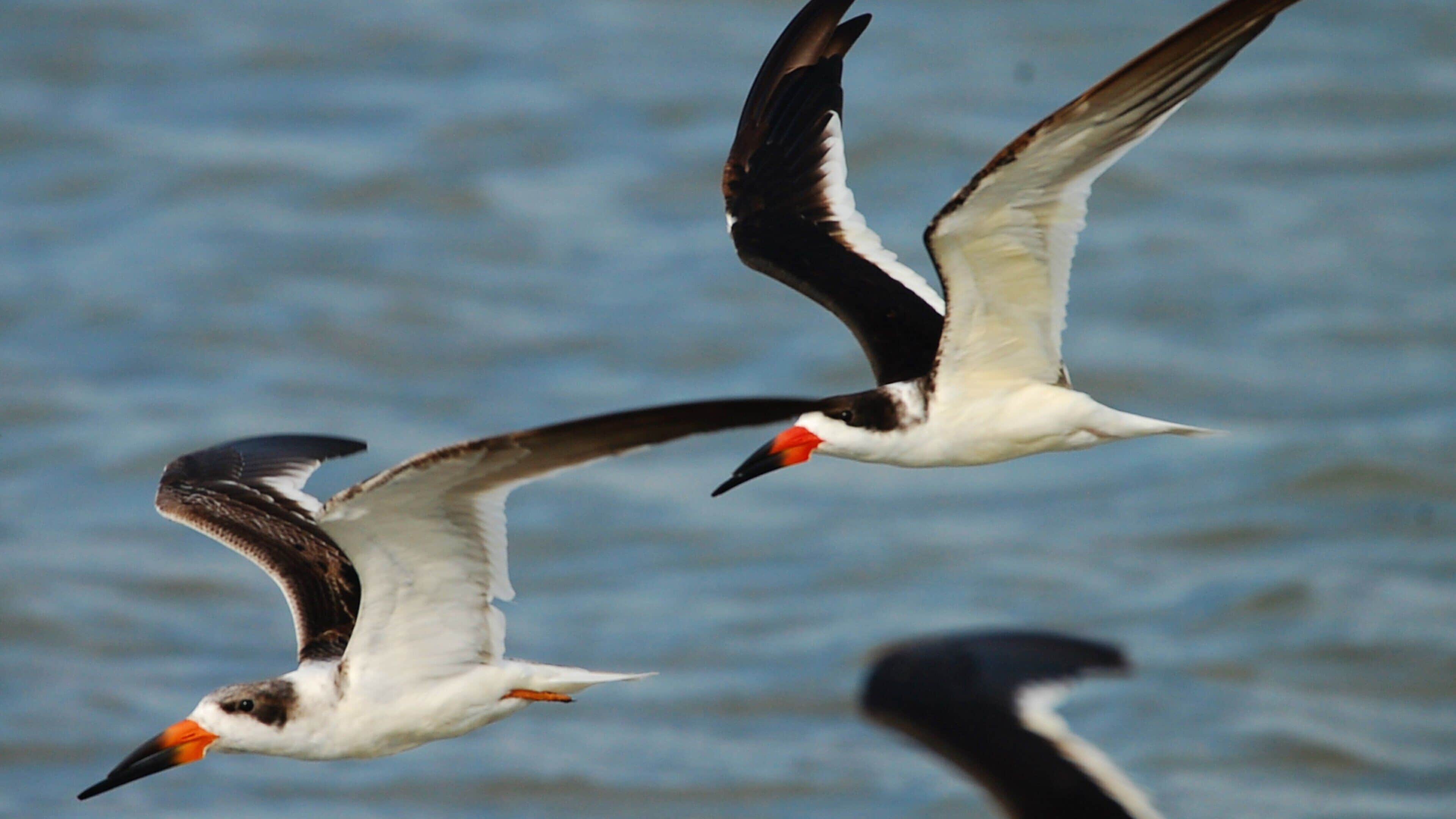 South Padre Island Birding and Nature Center showing bird life