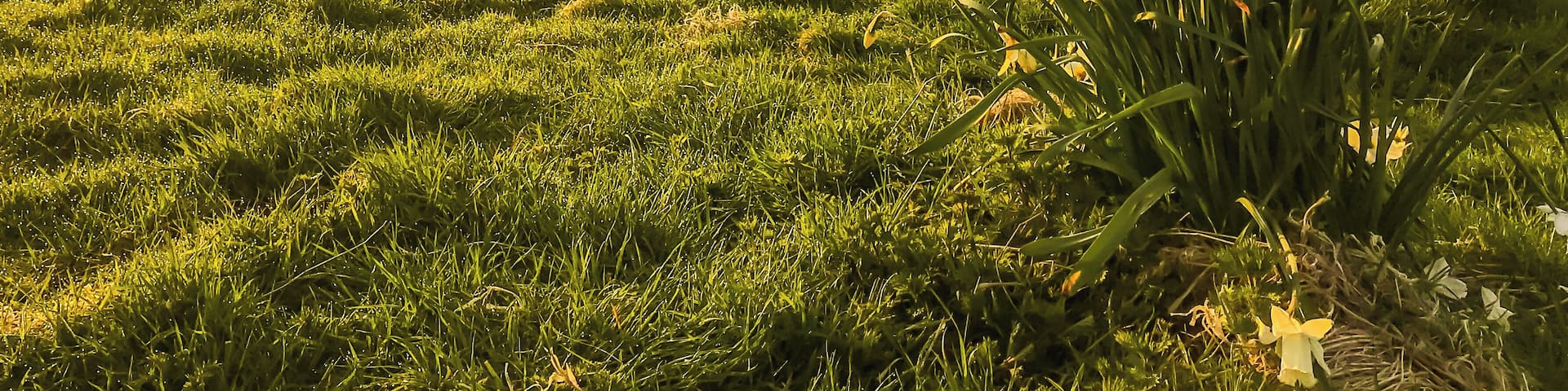 A spring morning in April is an excellent time to visit Dunottar Castle on the north East Coast of Scotland, The daffodils are coming up and spring is in the air. At 5.18am the sun is breaking over the horizon. There is nowhere to gat a coffee and a bacon sandwich unless you drive south to Montrose and the Greggs the bakers opens at 7am. Bring a flask as the breeze of the north sea is bloody freezing in April, The Castle doesn't open until 10am, Built in the 1400's it played a major role in the Jacobite uprisings of the 1715 and 1745.