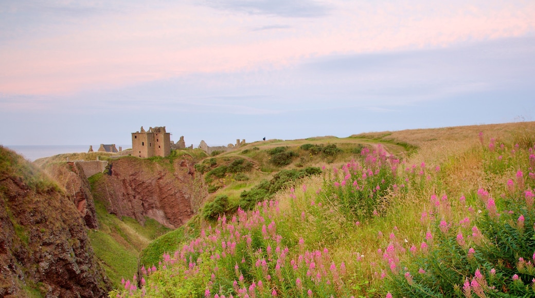 Dunnottar Castle showing farmland and wildflowers