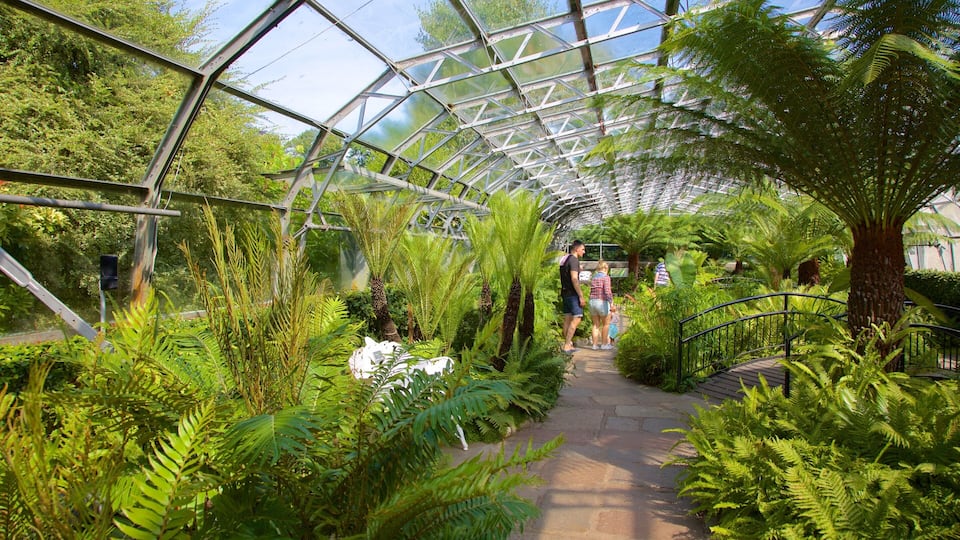 A greenhouse with a glass roof, surrounded by lush ferns and tropical plants.