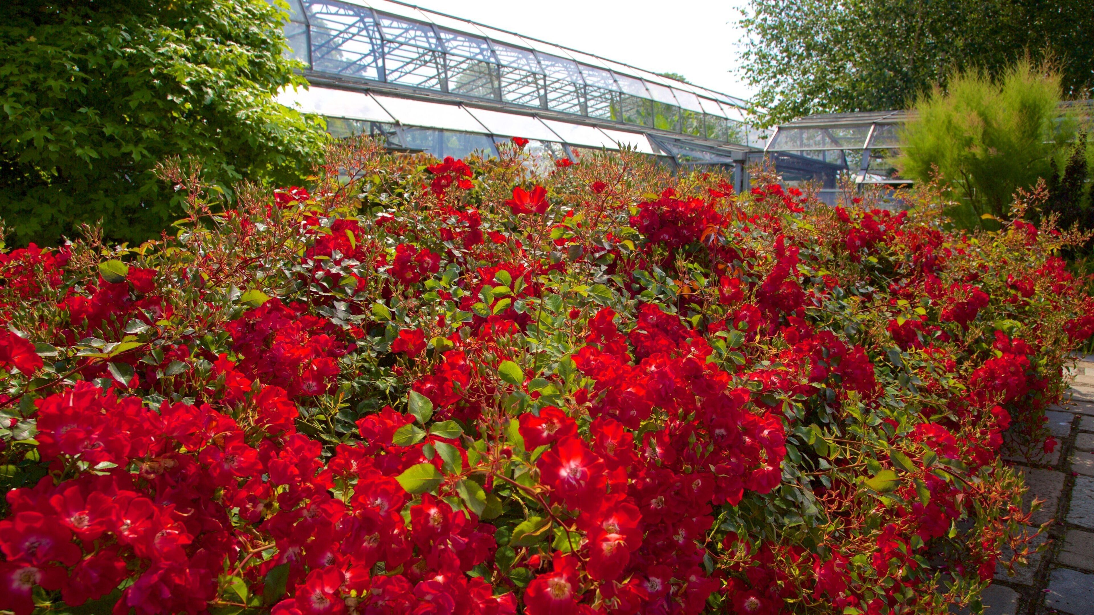 Duthie Park Winter Gardens som inkluderar blommor och en trädgård