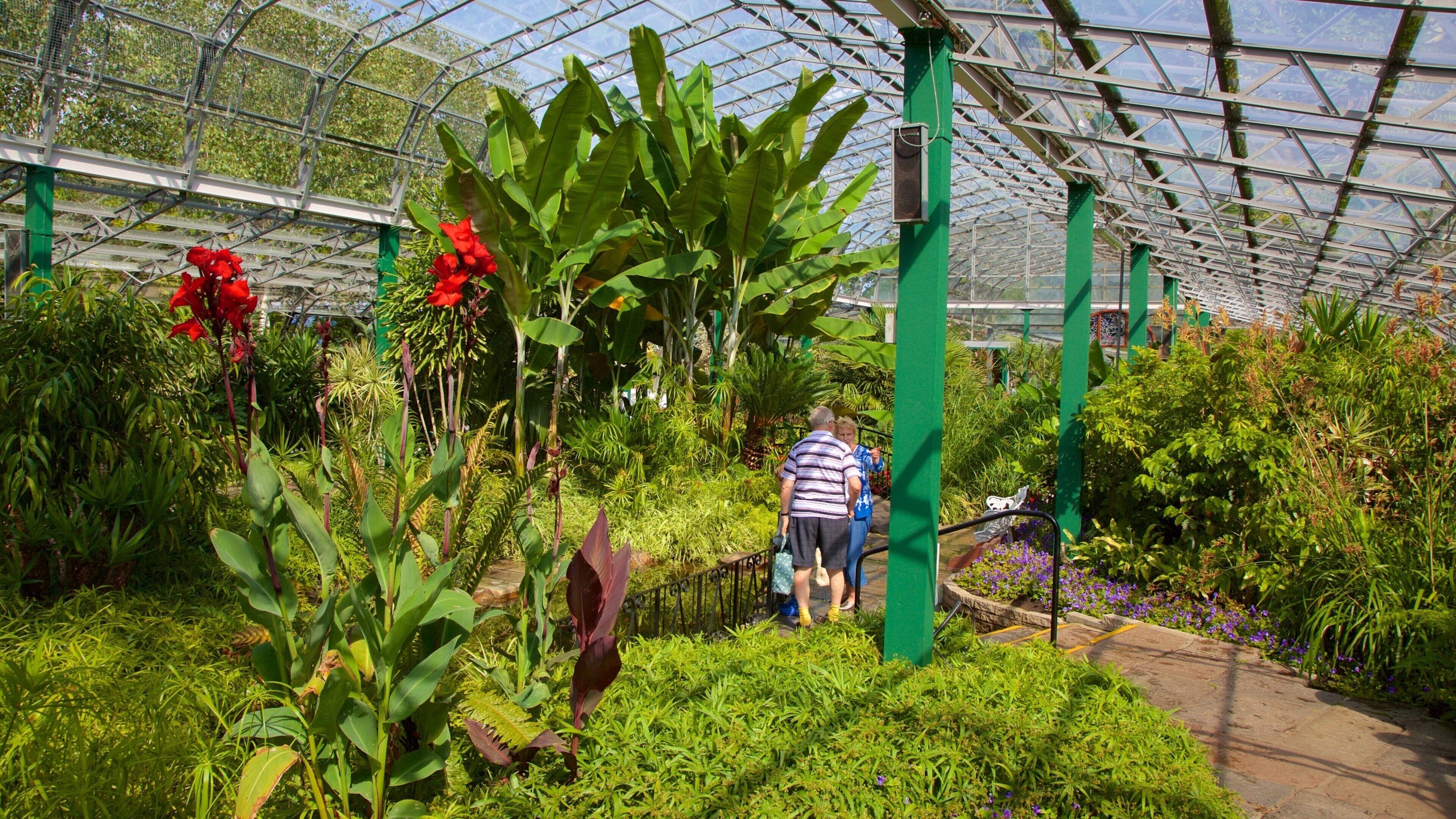 Duthie Park Winter Gardens welches beinhaltet Garten und Innenansichten