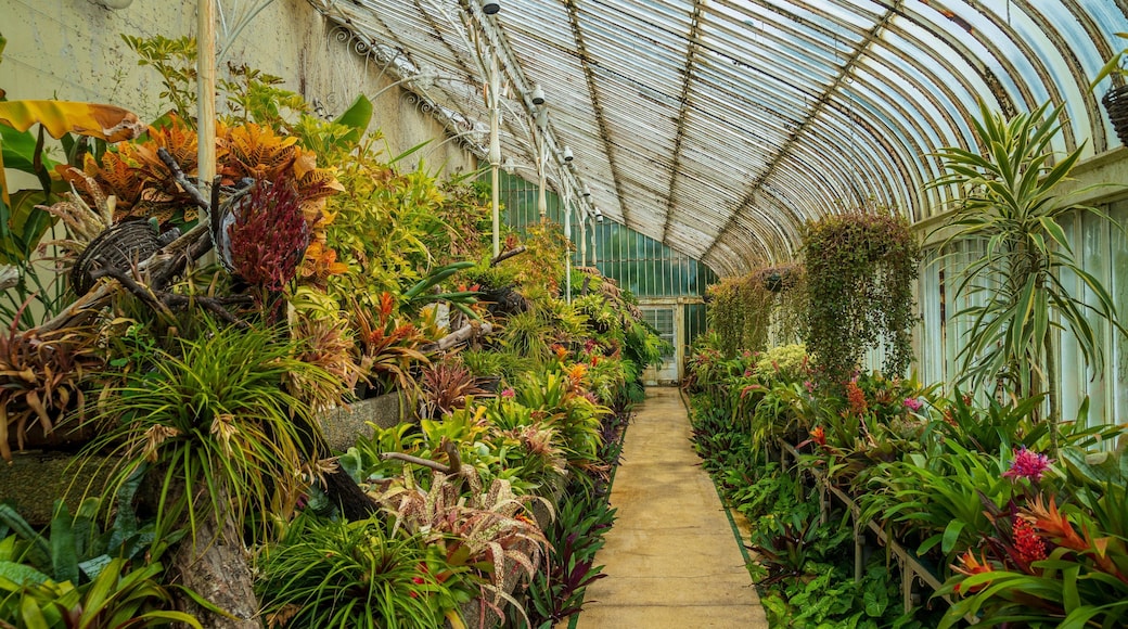 Belfast Botanic Gardens showing interior views and a park