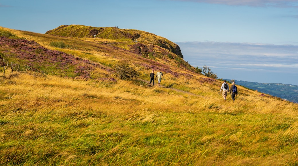 Cave Hill Country Park showing rugged coastline and general coastal views as well as a couple