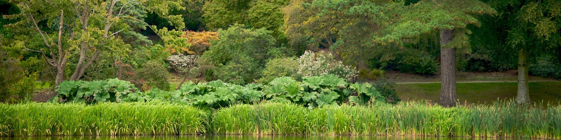 Mount Stewart showing forests, a lake or waterhole and a park