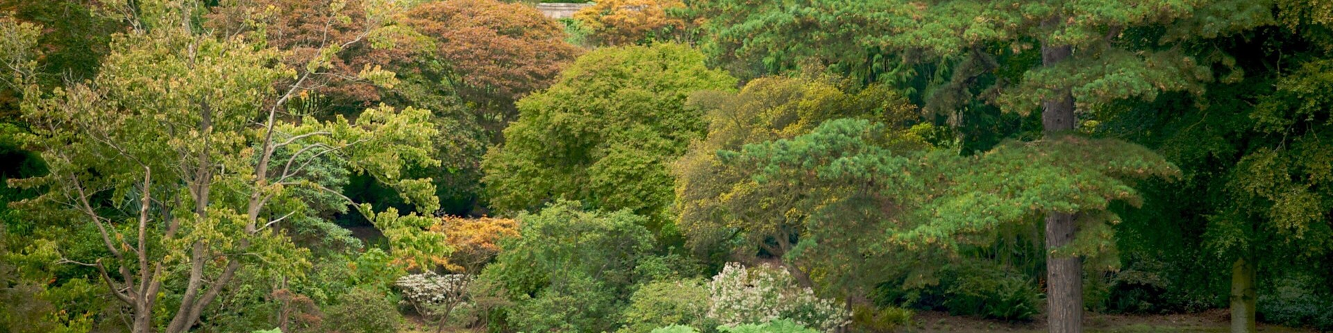 Mount Stewart showing forests, a lake or waterhole and a park