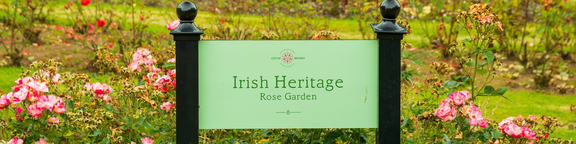 Placa do Jardim de Rosas do Patrimônio Irlandês, com diversas rosas em plena floração.