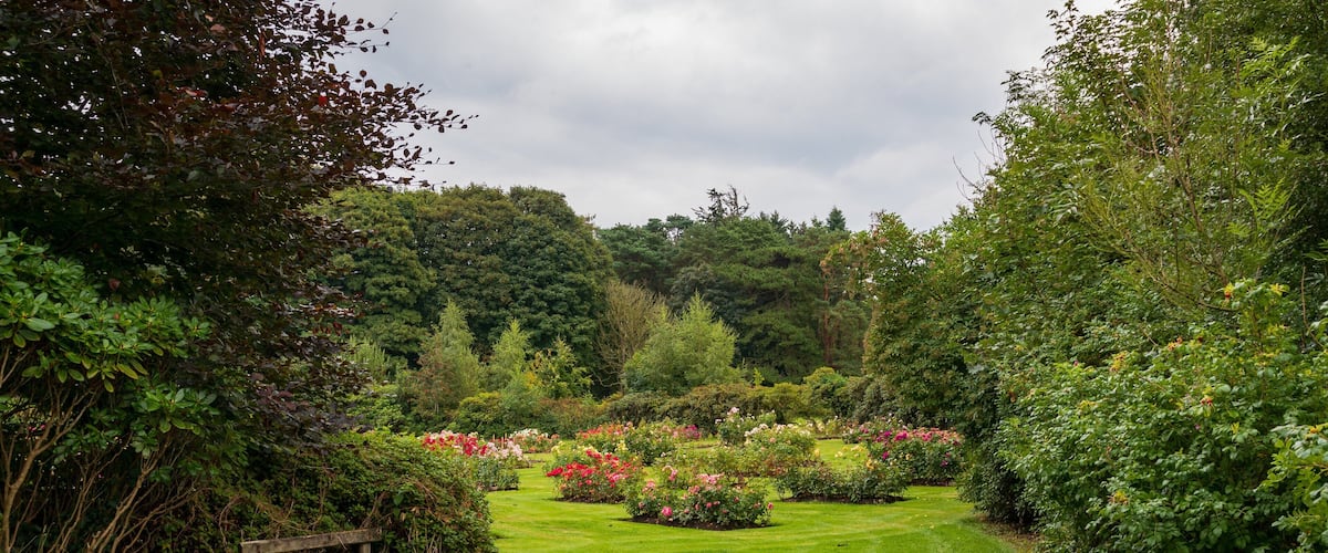 A lush garden with a variety of flowering plants and a wooden bench.