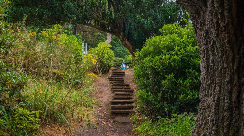 Sir Thomas and Lady Dixon Park showing a garden