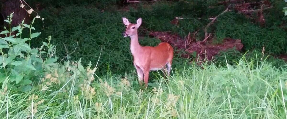 Lots of deer hanging around in the woods.