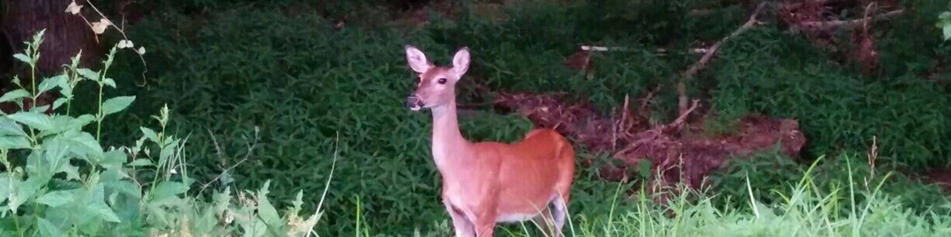 Lots of deer hanging around in the woods.