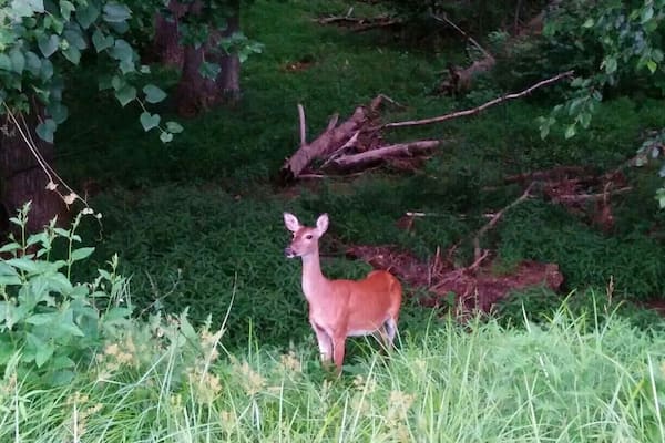 Lots of deer hanging around in the woods.