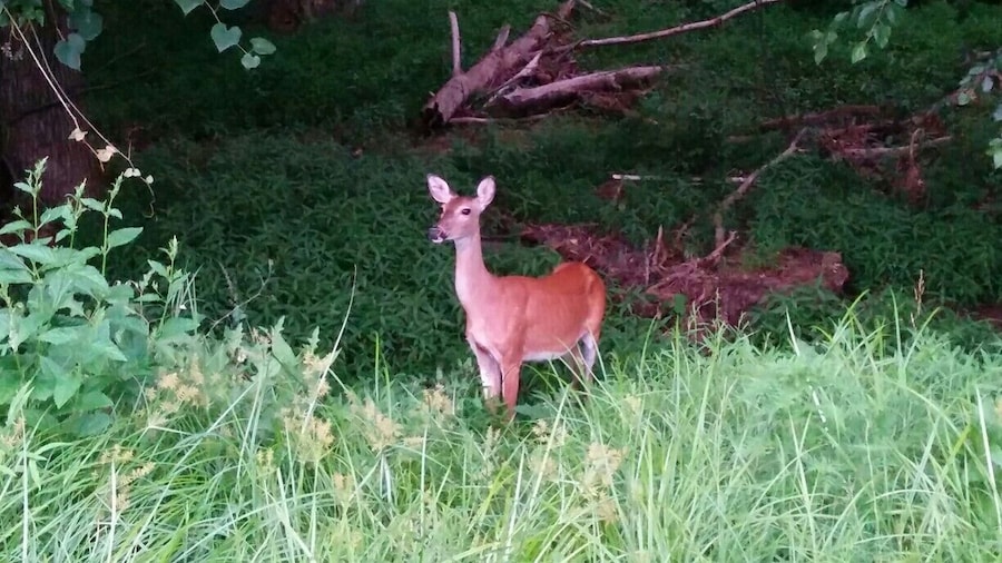Lots of deer hanging around in the woods.