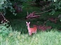 Lots of deer hanging around in the woods.