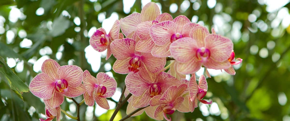 Lewis Ginter Botanical Garden featuring a garden and flowers