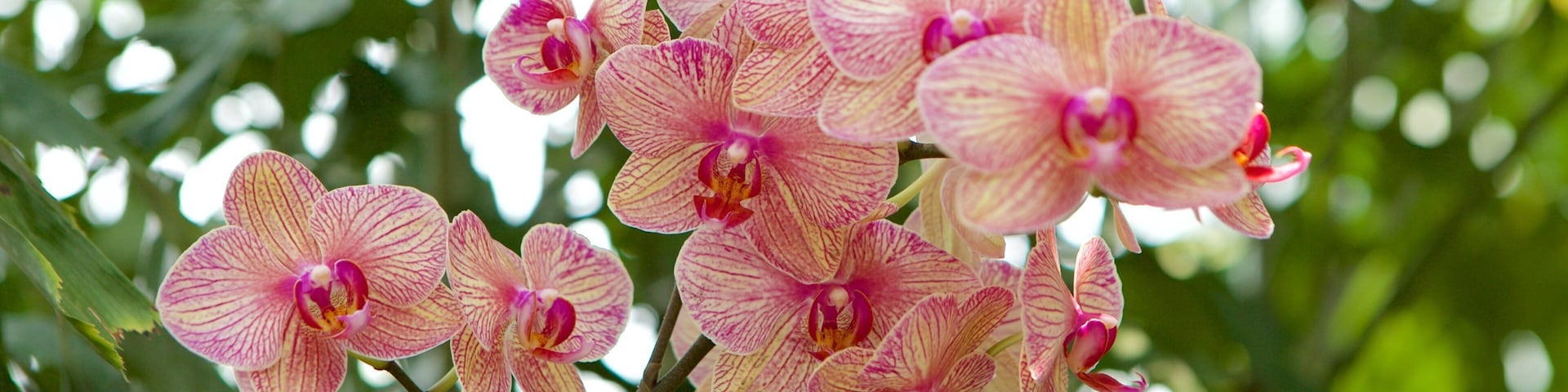 Lewis Ginter Botanical Garden featuring a garden and flowers