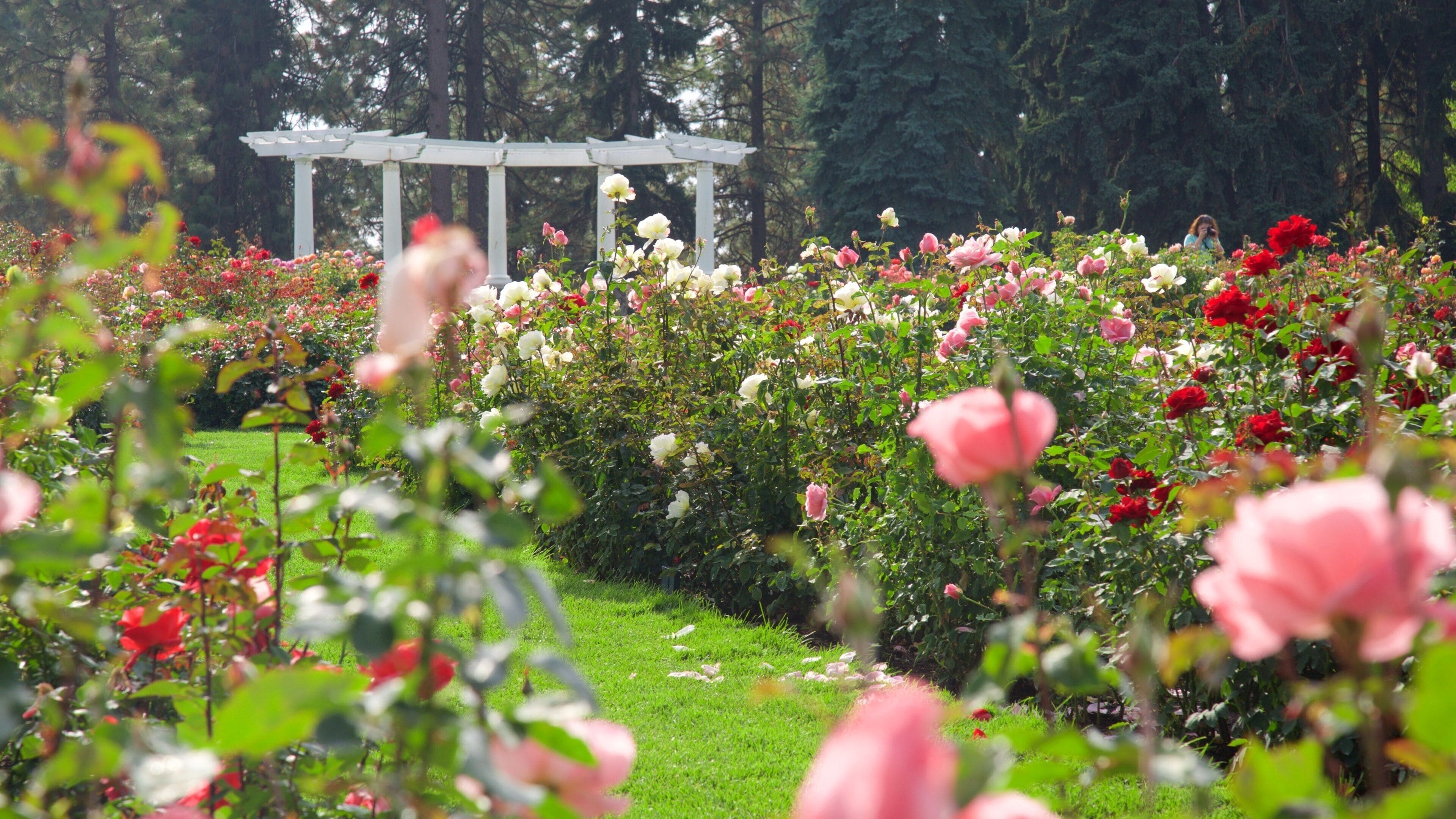 A garden with a white arbor surrounded by variously colored roses.