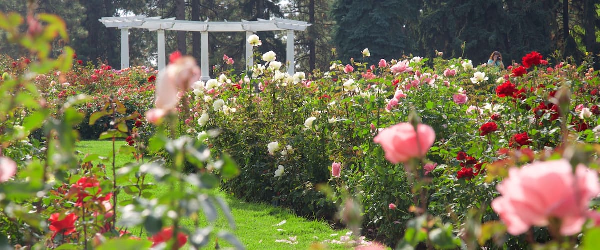 Manito Park montrant fleurs et parc